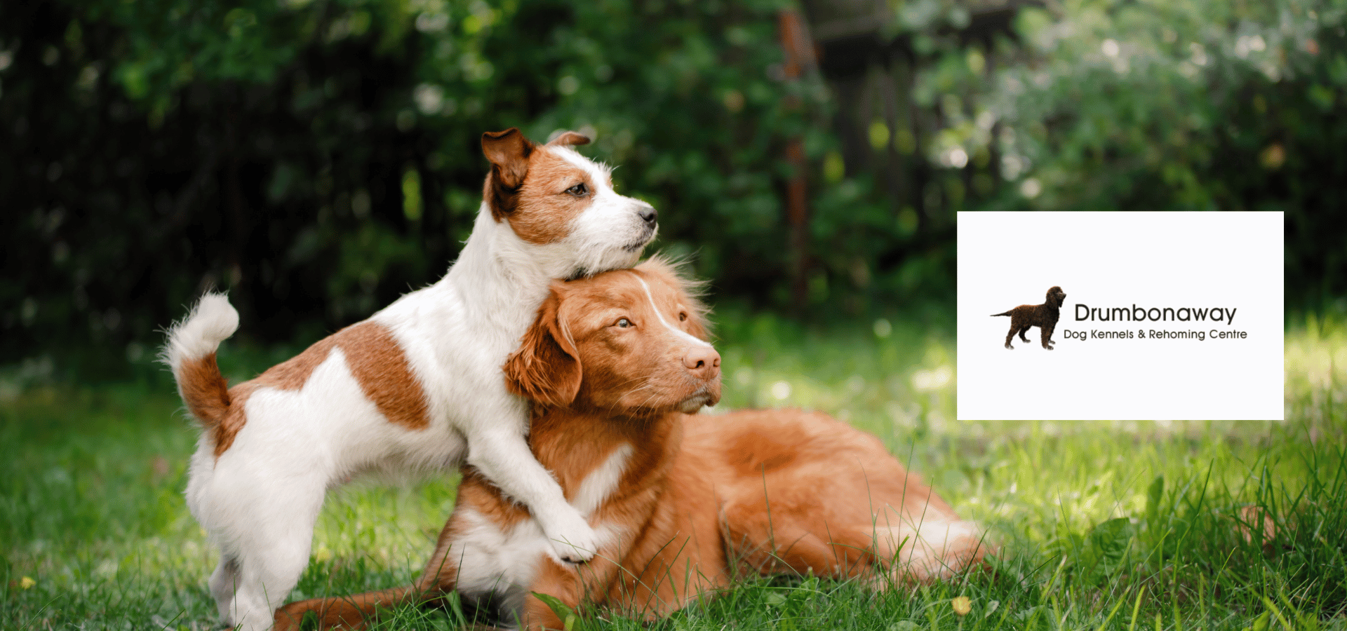 CocoPet