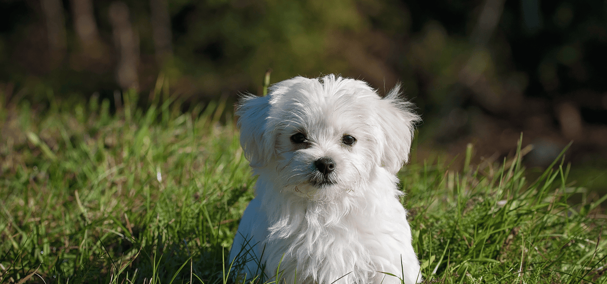 CocoPet