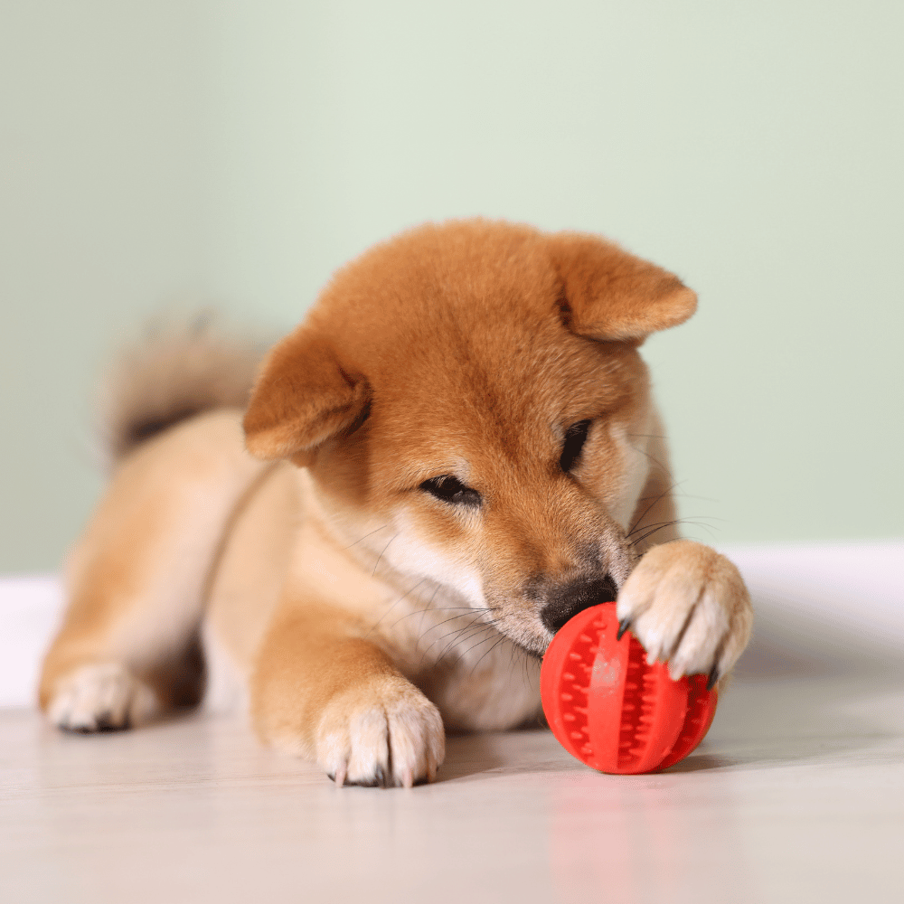 CocoPet