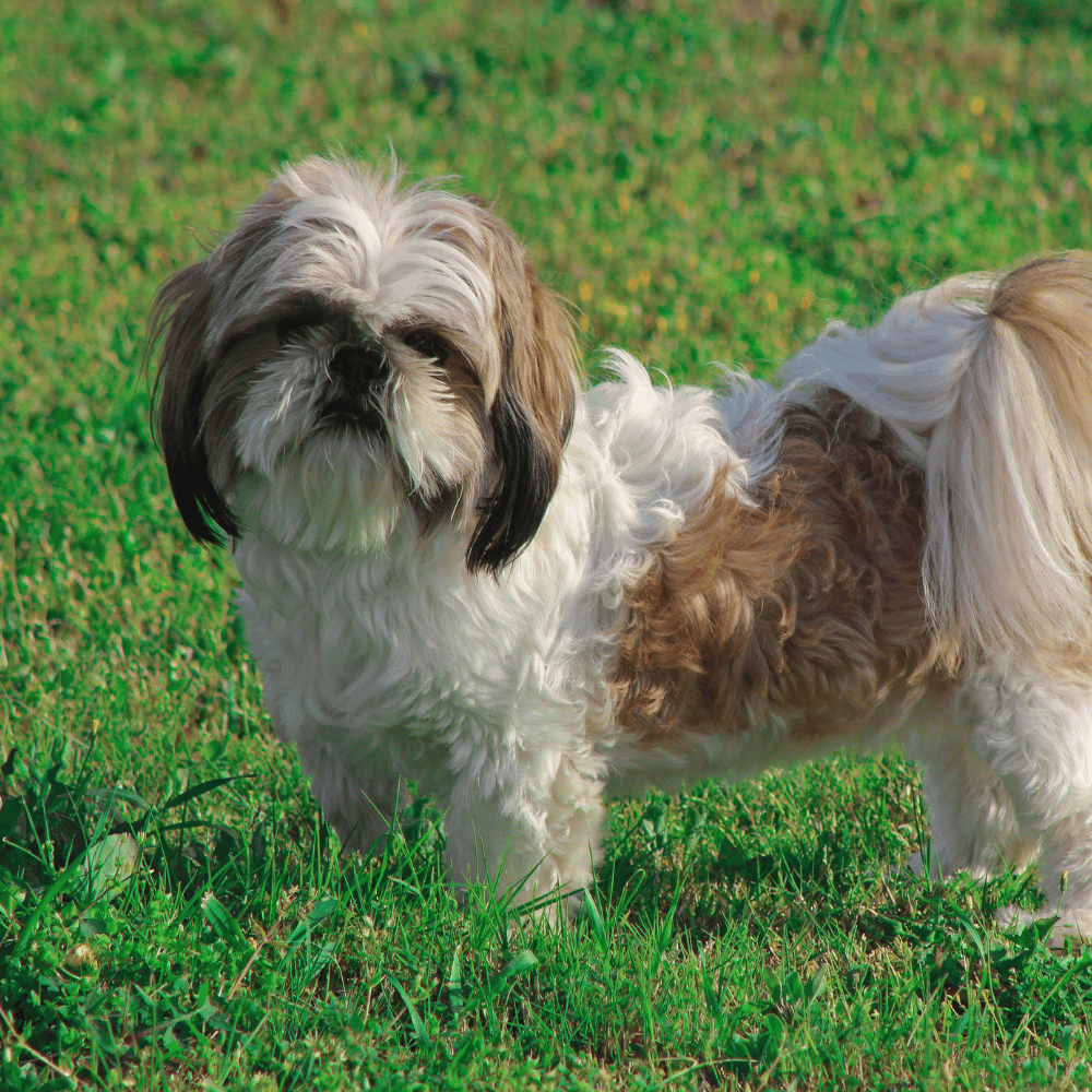 A small Shih Tzu dog standing in a grassy field. The dog has long, fluffy white and tan fur with dark brown ears and eyes.