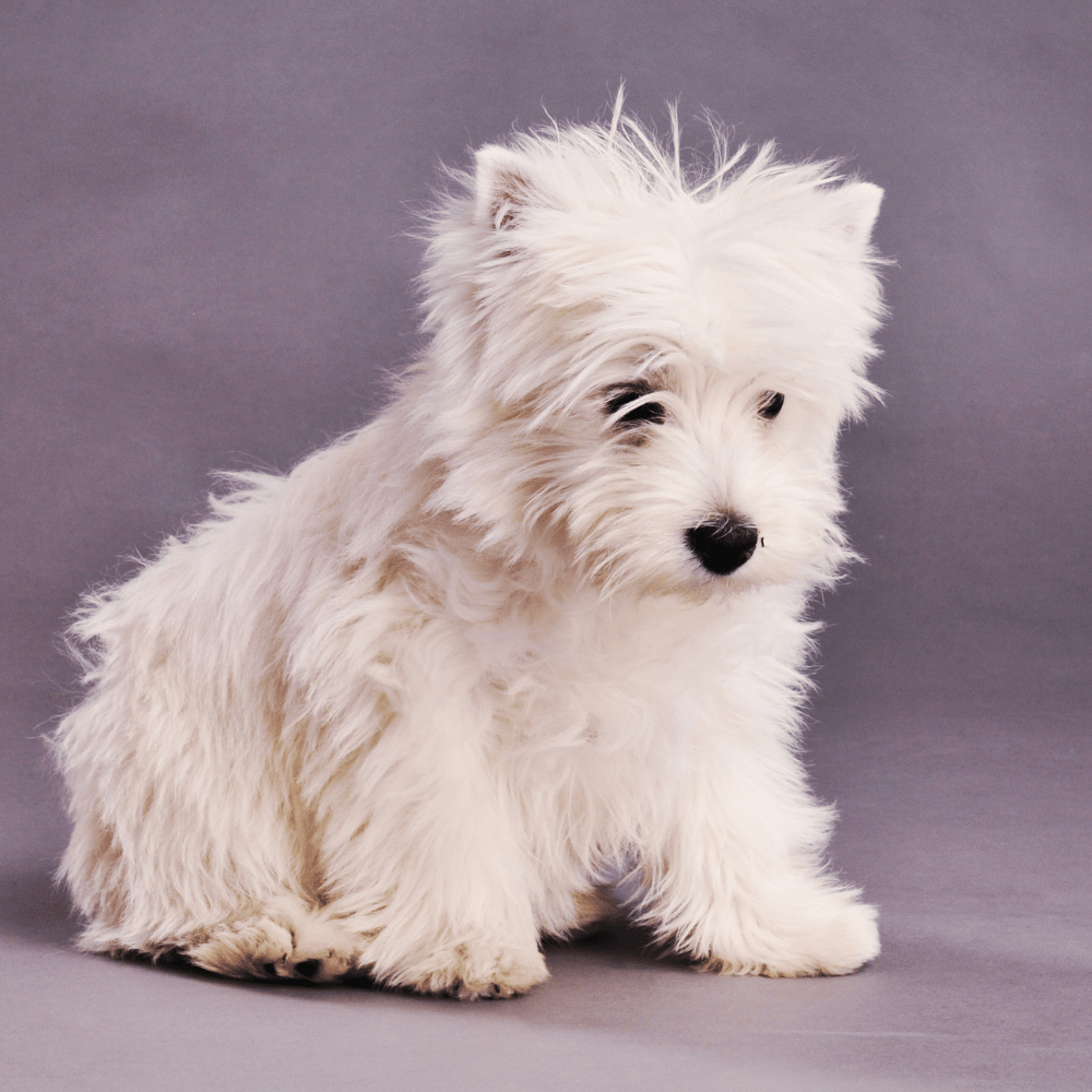 CocoPet