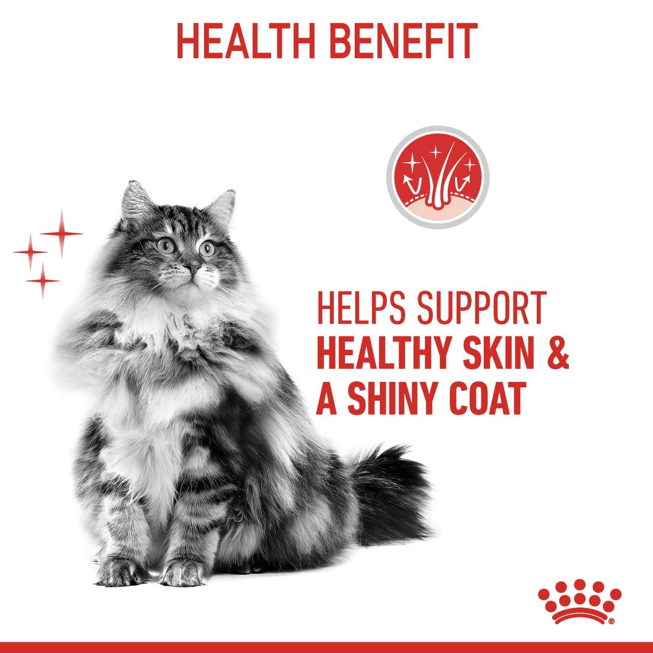 Royal Canin Hair & Skin Care Wet Cat Food Thin Slices In Gravy for Adult Cats, 85g