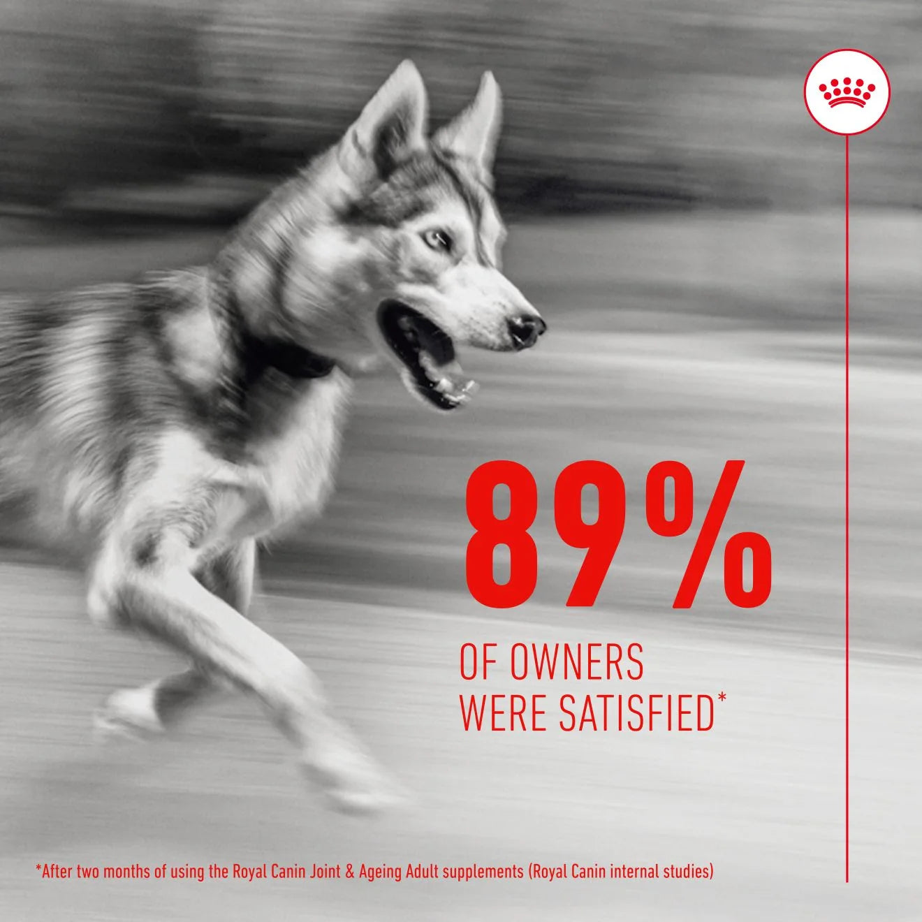Royal Canin Dog Supplement for Joint & Ageing Soft Chews, 240g