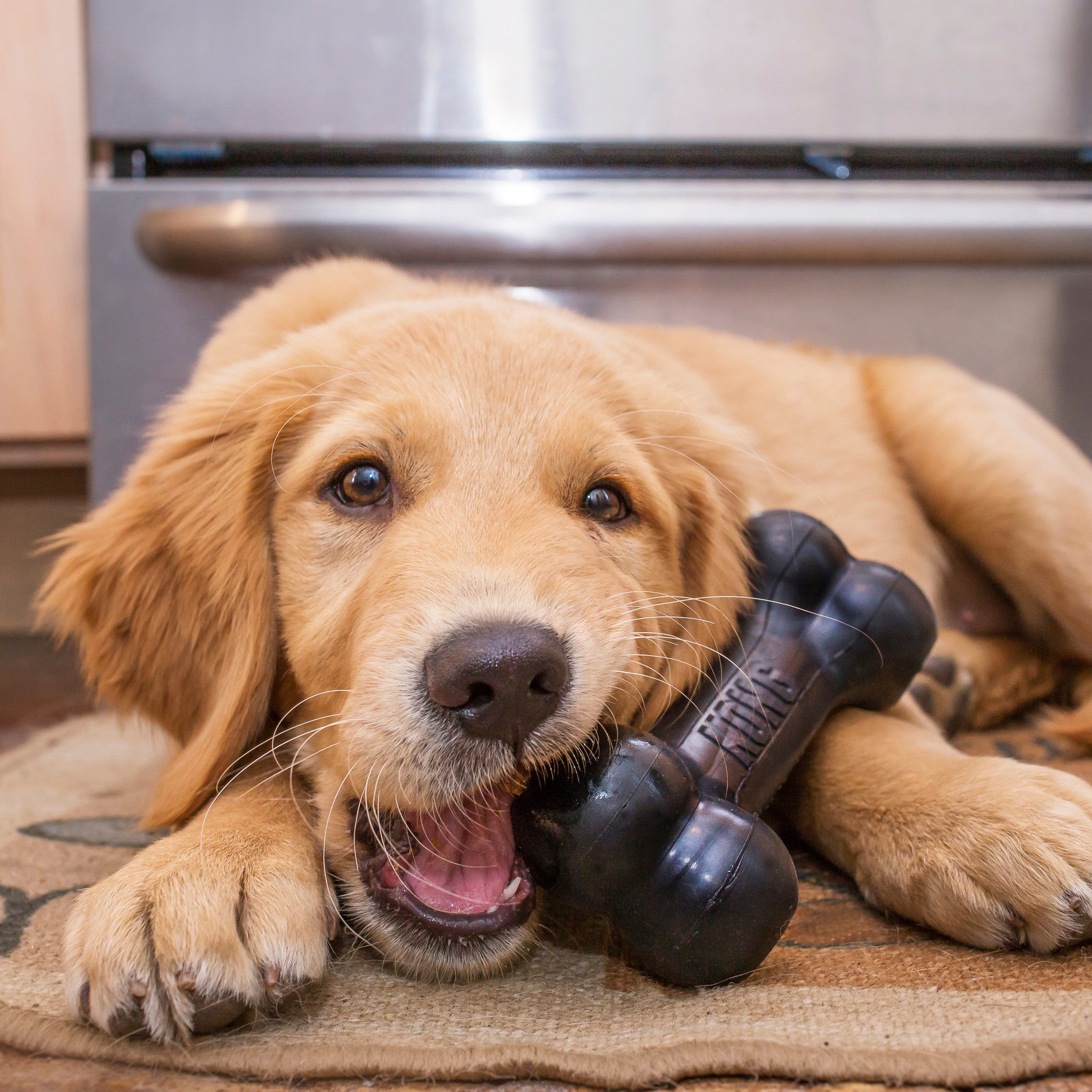 Kong Goodie Bone Extreme Dog Toy
