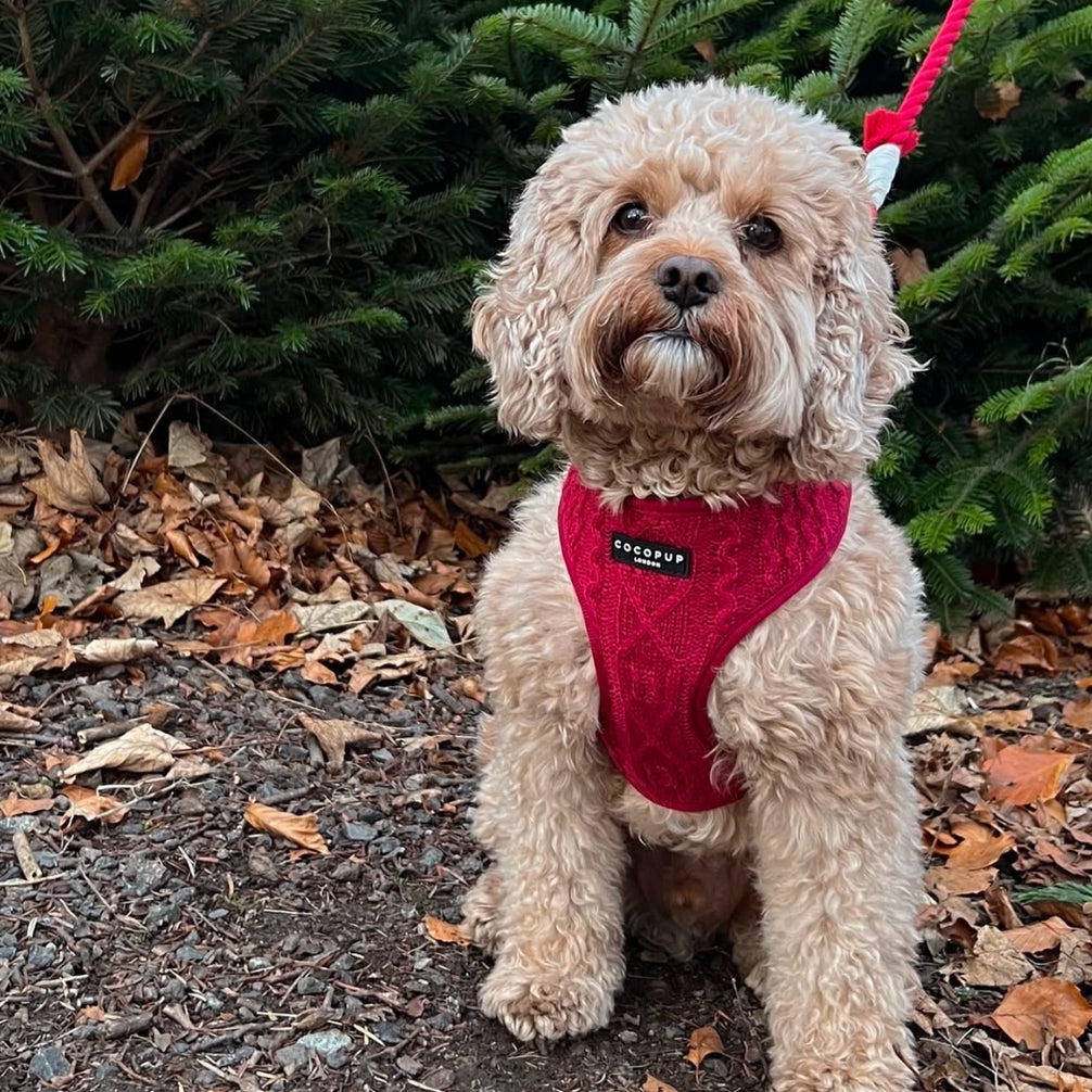 Cocopup Mulled Wine Cable Knit Adjustable Neck Dog Harness