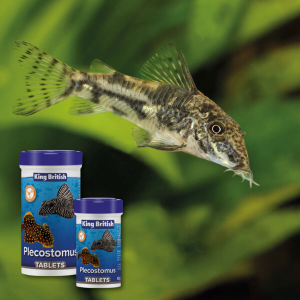 King British Plecostomus Tablets, 50g