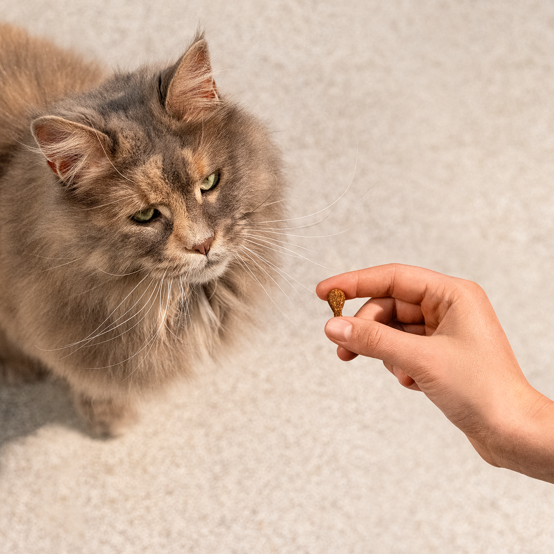 Carnilove Soft Sardine With Strawberries Adult Cat Treats, 50g