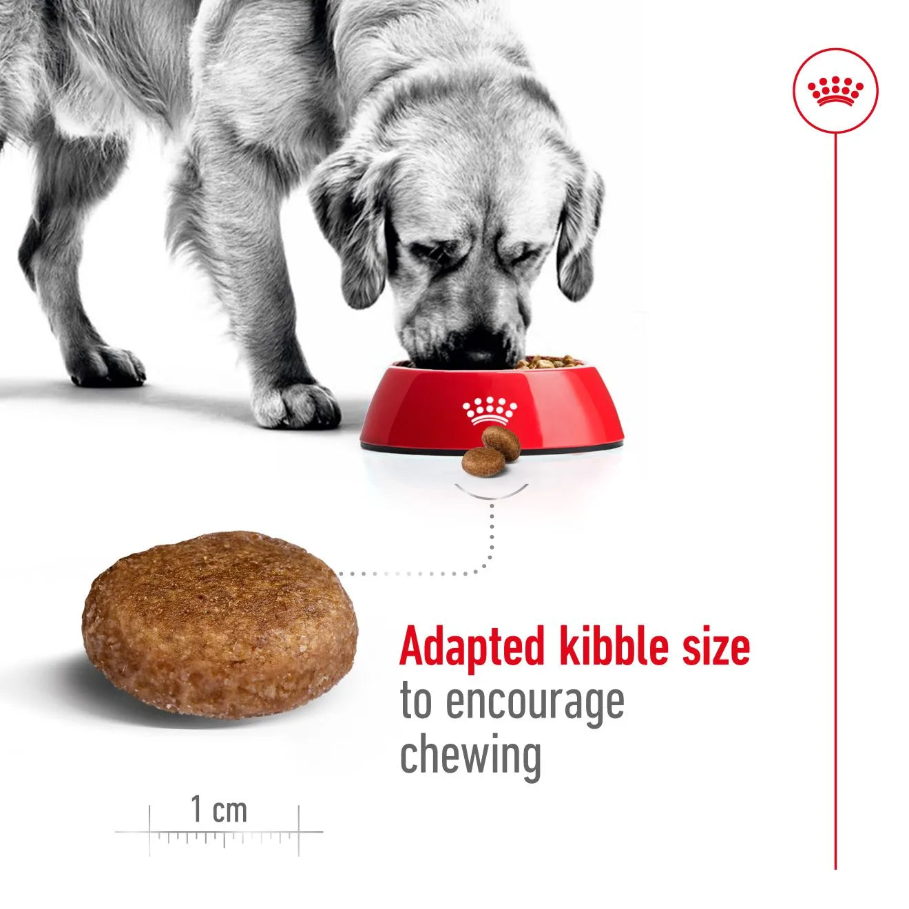 Royal Canin Dry Dog Food for 5+ Large Breed Adult Dogs, 15kg