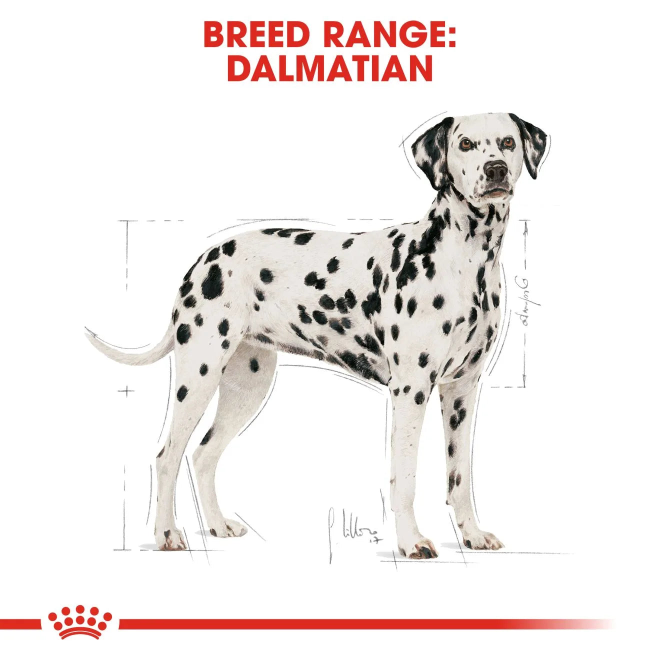Royal Canin Dry Dog Food for Adult Dalmatians, 12kg