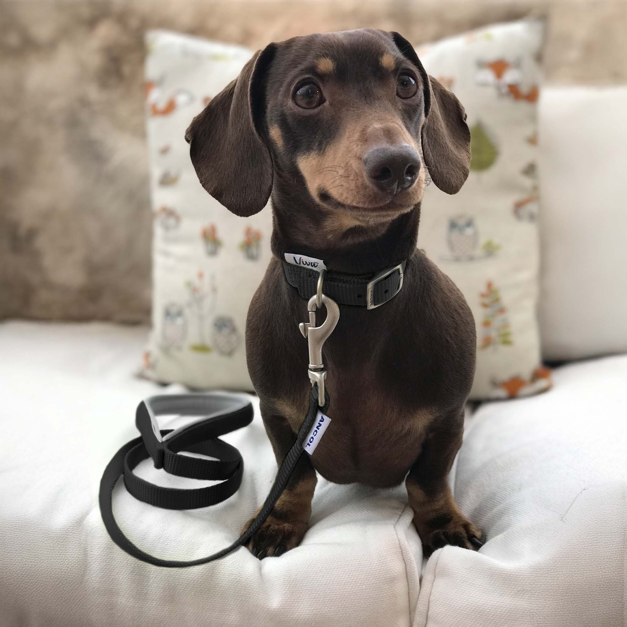 Ancol Viva Padded Black Dog Lead, 1m x 12mm