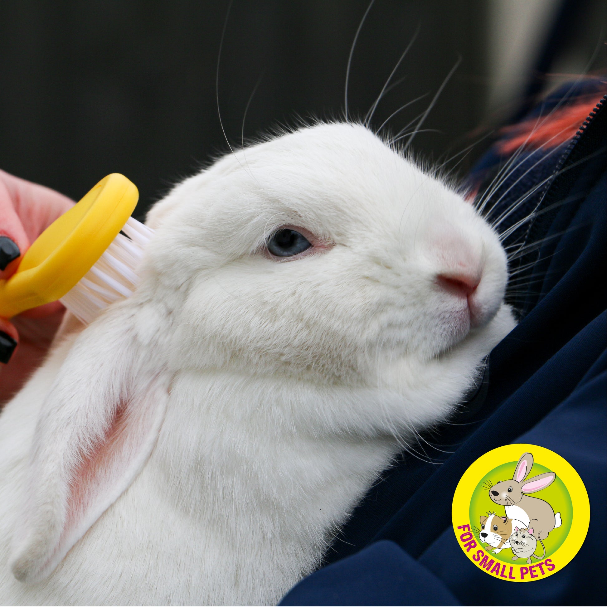 Ancol Small Animal Bristle Brush