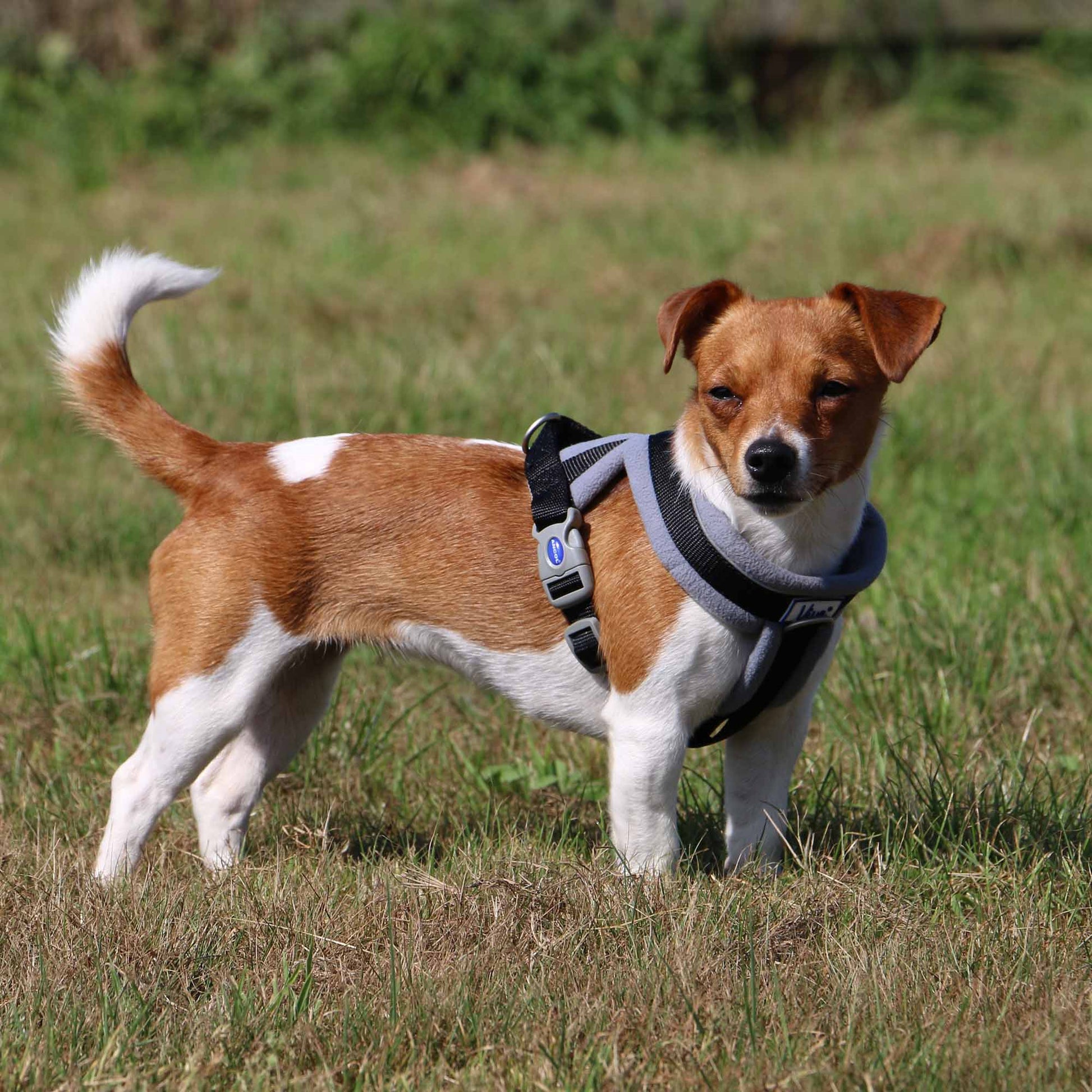 Ancol Viva Padded Dog Harness