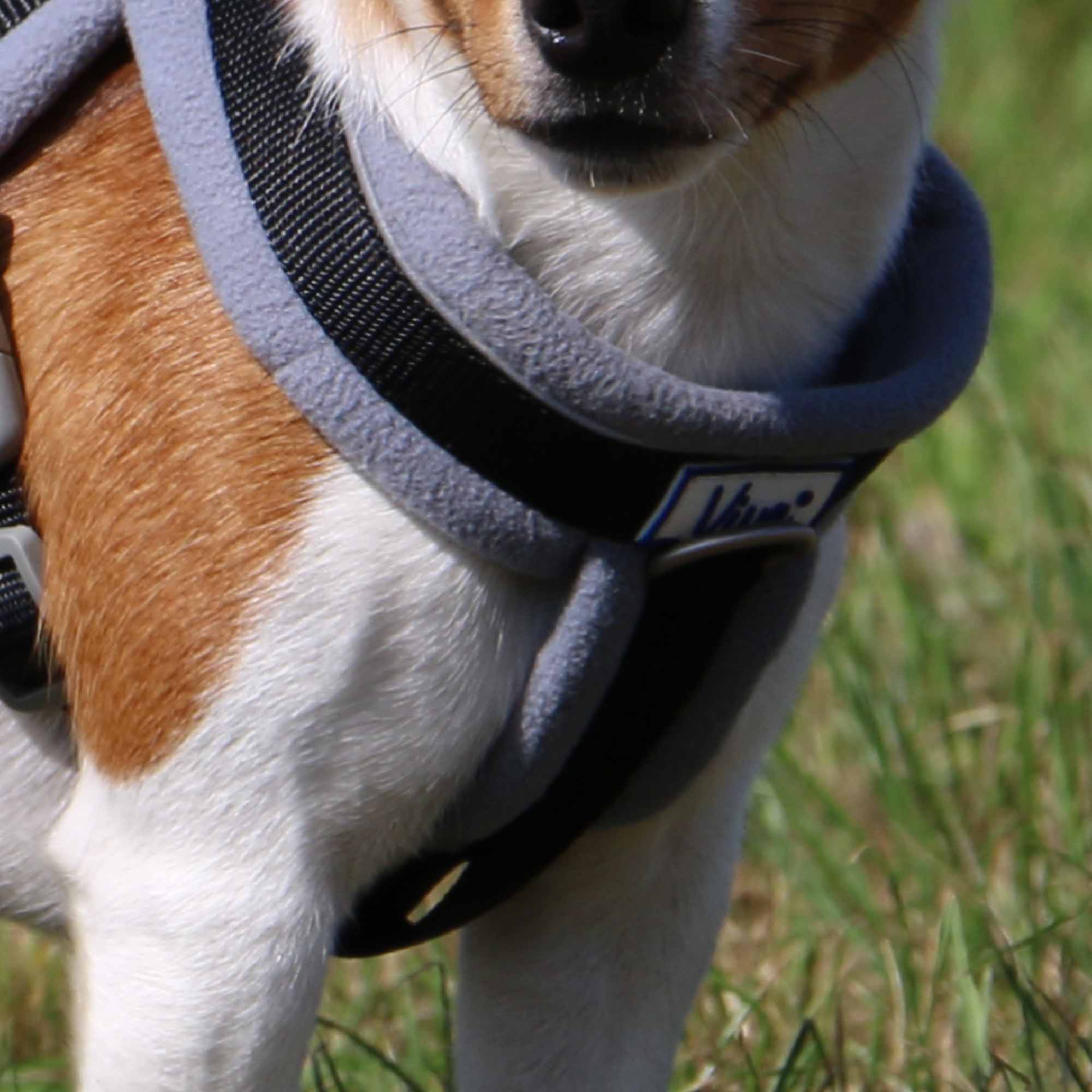 Ancol Viva Padded Dog Harness