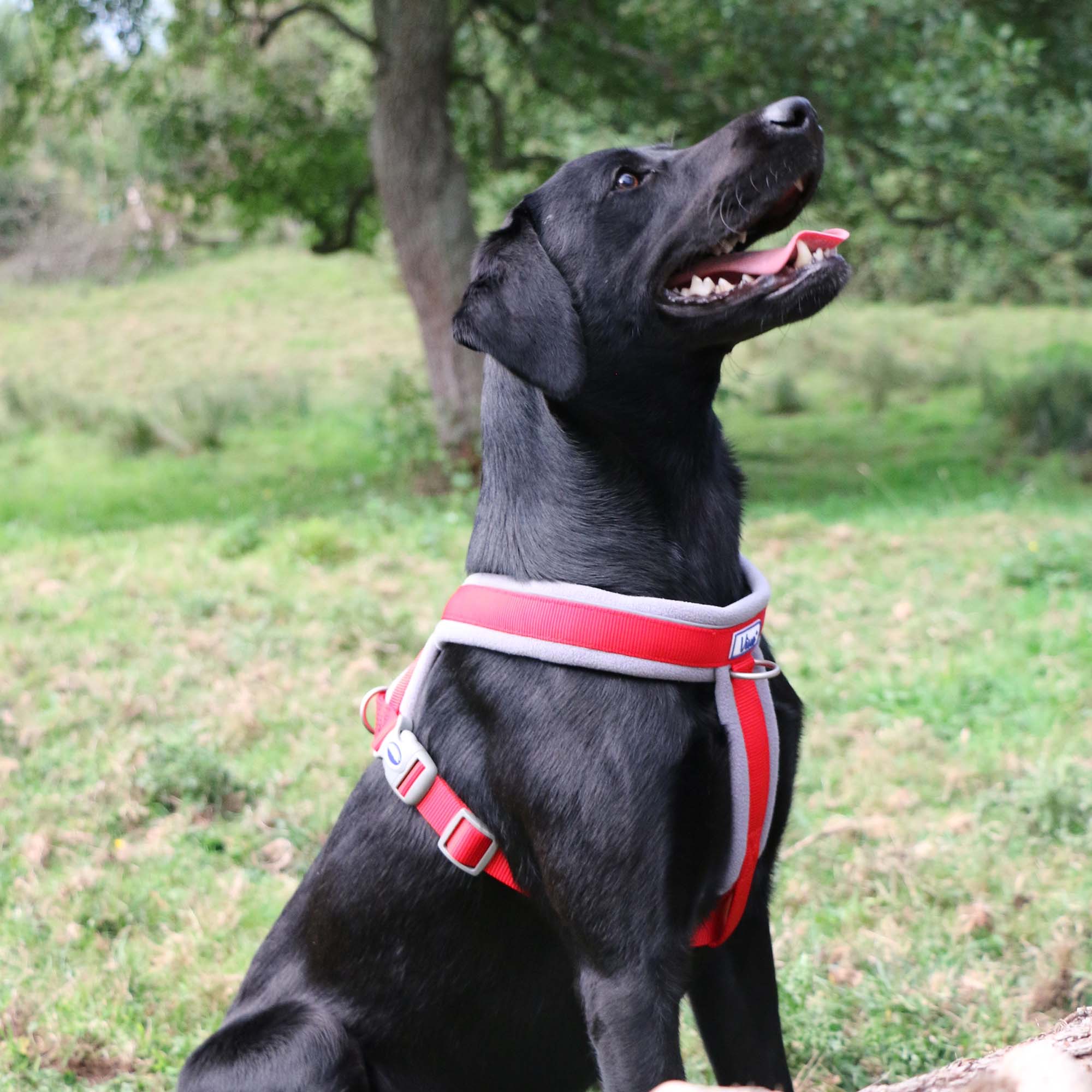 Ancol Viva Padded Dog Harness