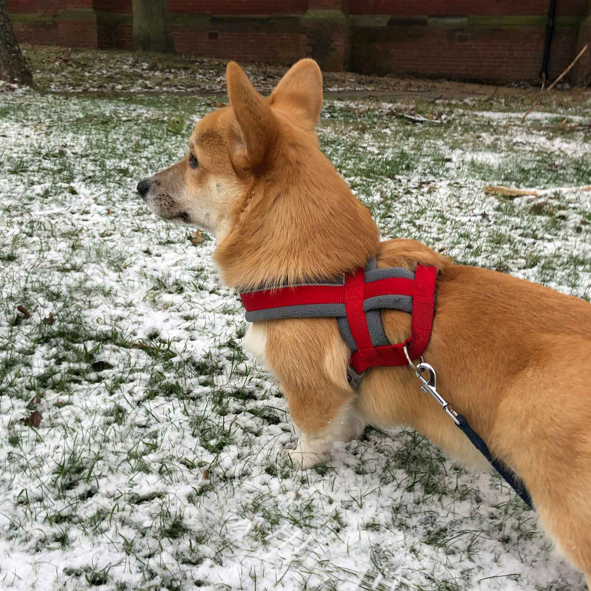 Ancol Viva Padded Dog Harness