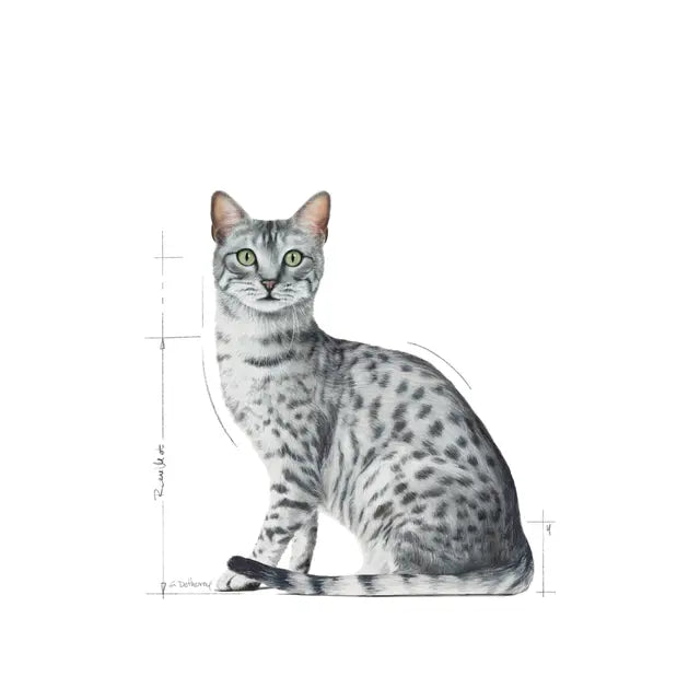 Royal Canin Indoor Sterilised Wet Cat Food Morsels in Gravy Cat for Adult Cats, 85g
