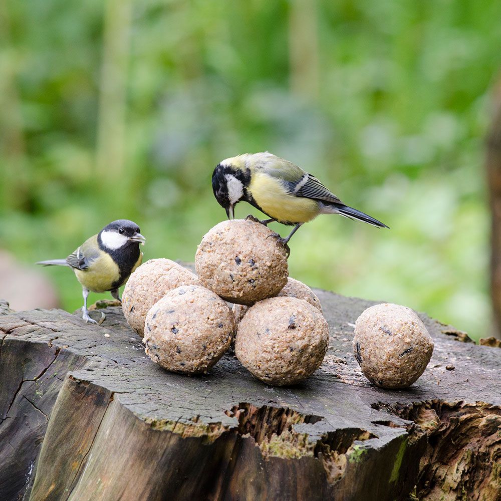 Hadley Fat Balls for Wild Birds - Tub of 30