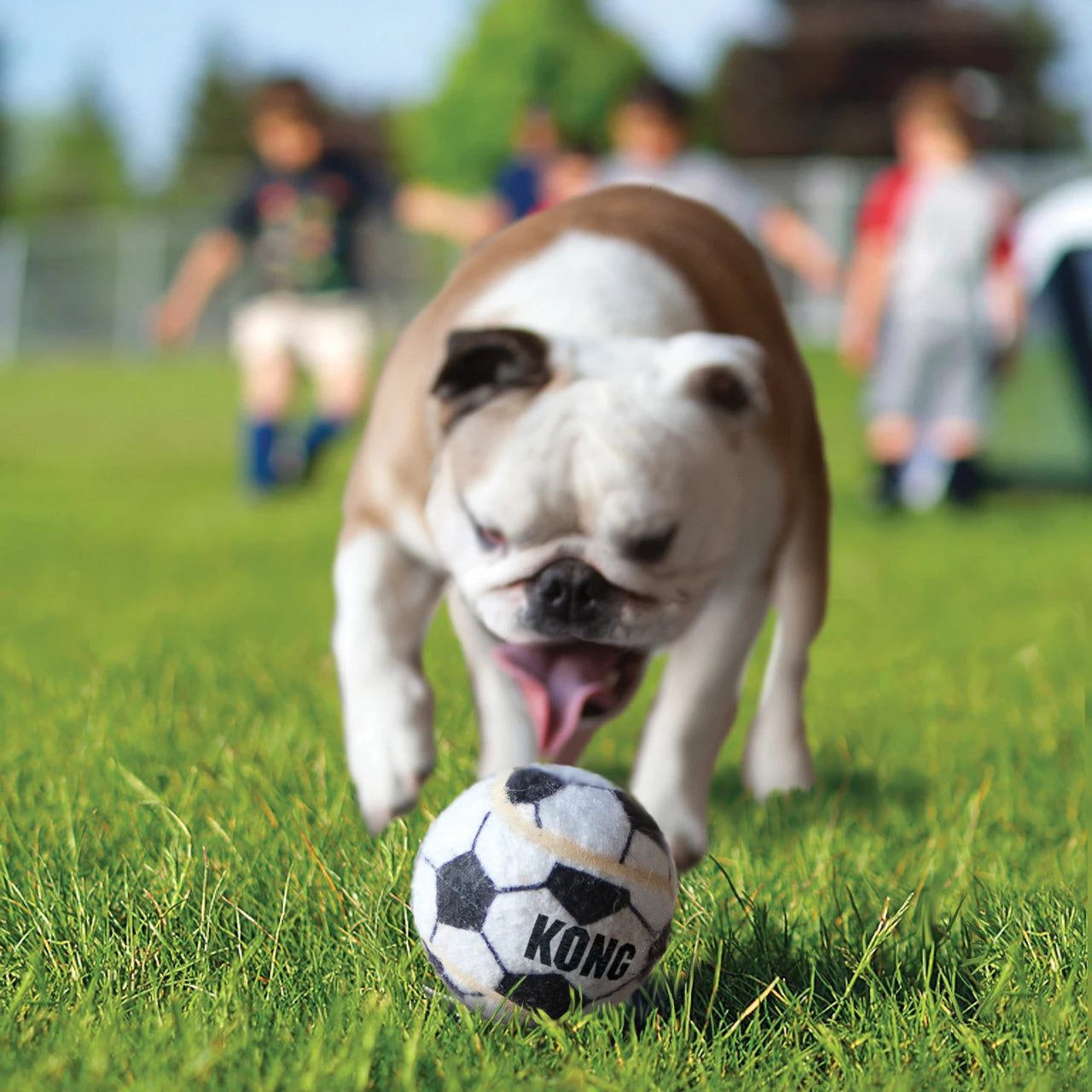 Kong Assorted Sports Balls Dog Toy
