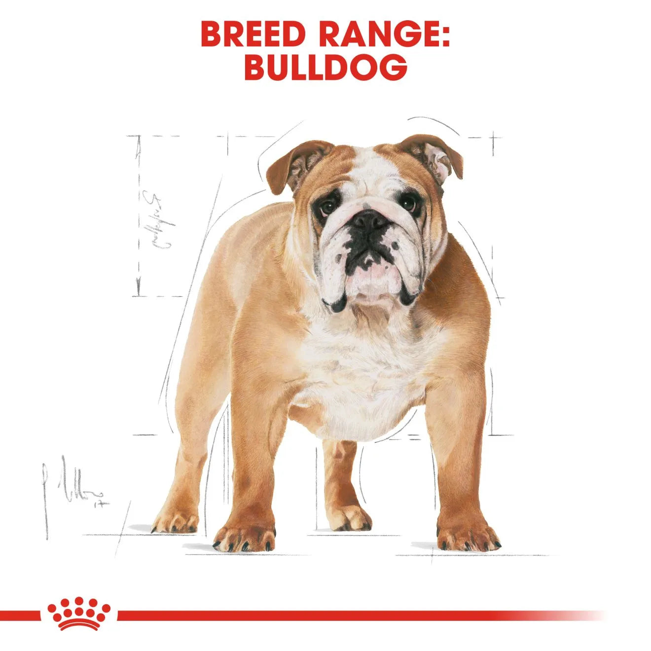 Royal Canin Dry Dog Food for Adult Bulldogs, 12kg