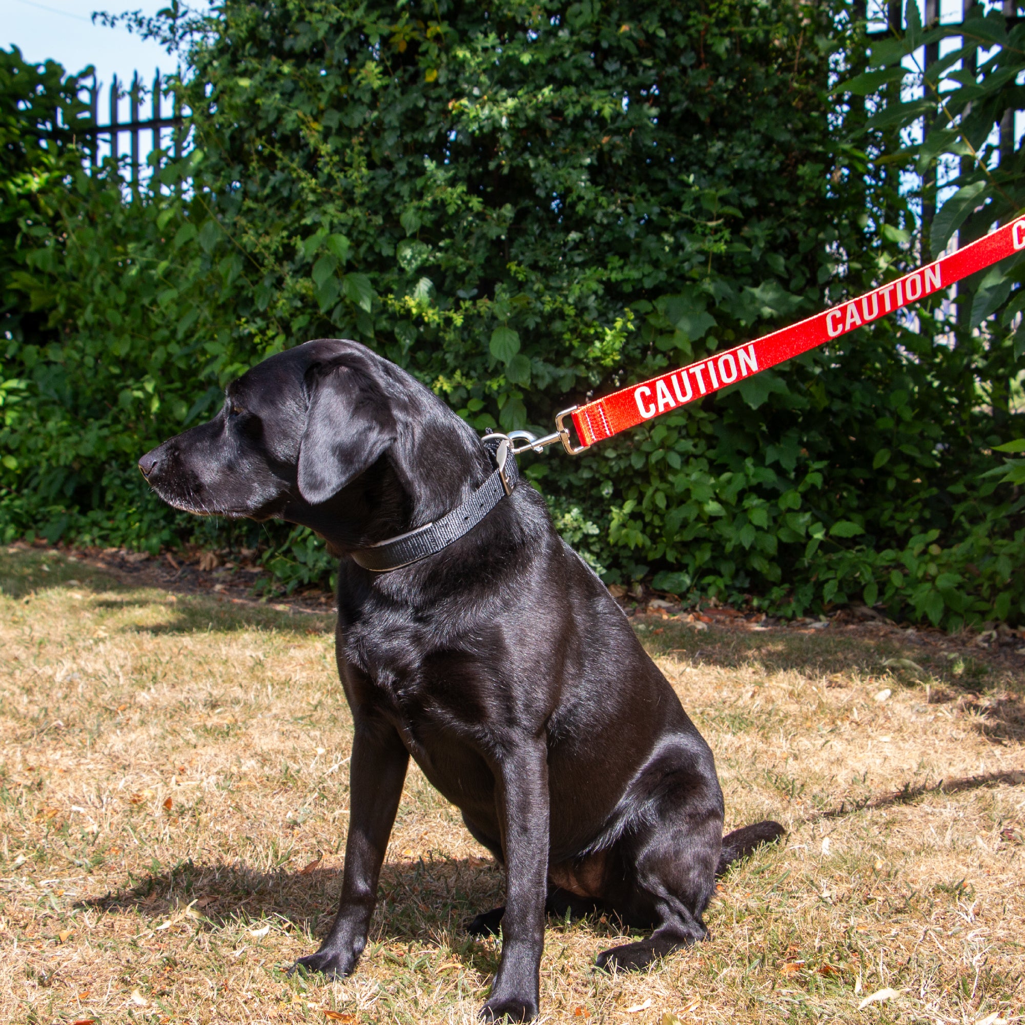 Ancol 150cm x 40mm Awareness Dog Lead