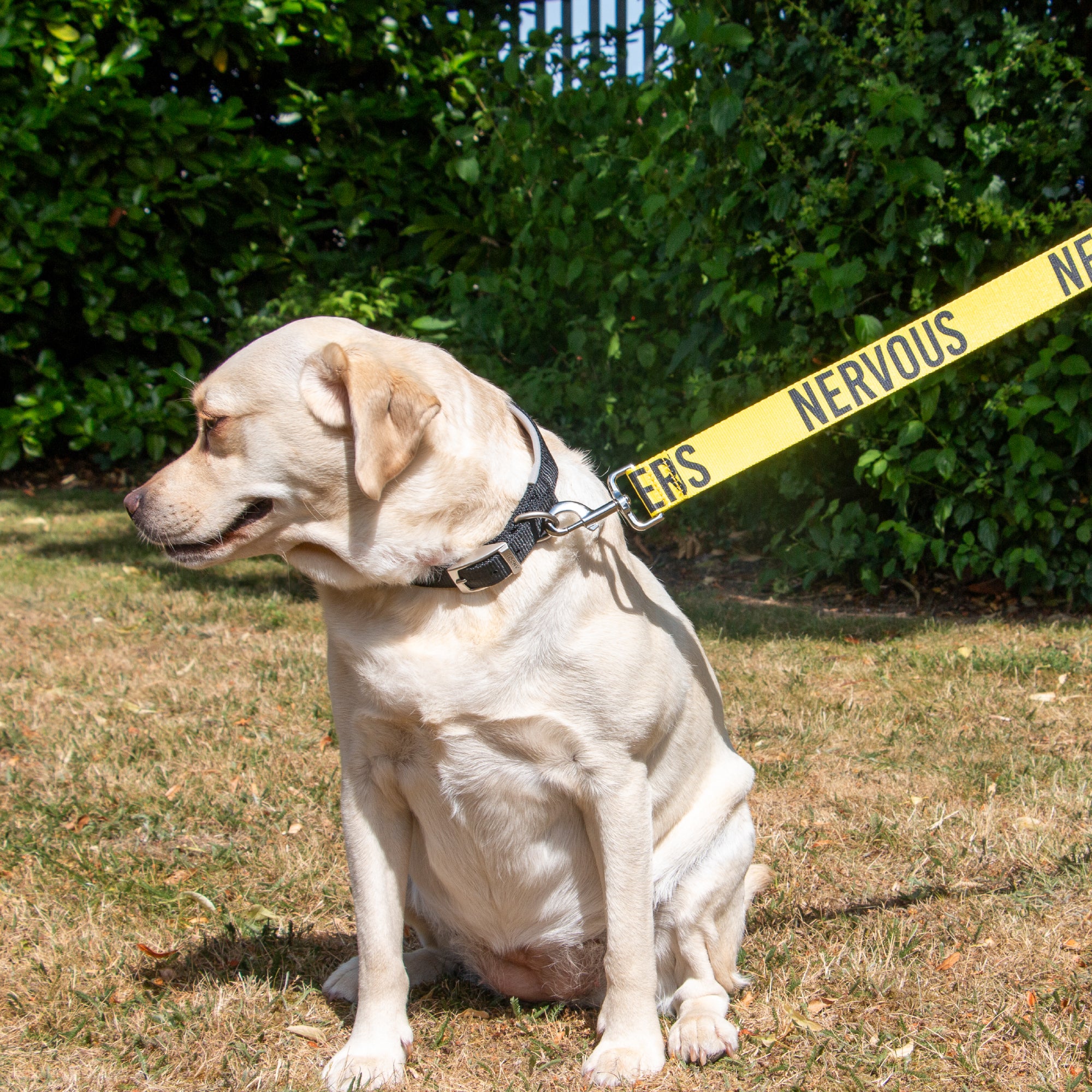 Ancol 150cm x 40mm Awareness Dog Lead