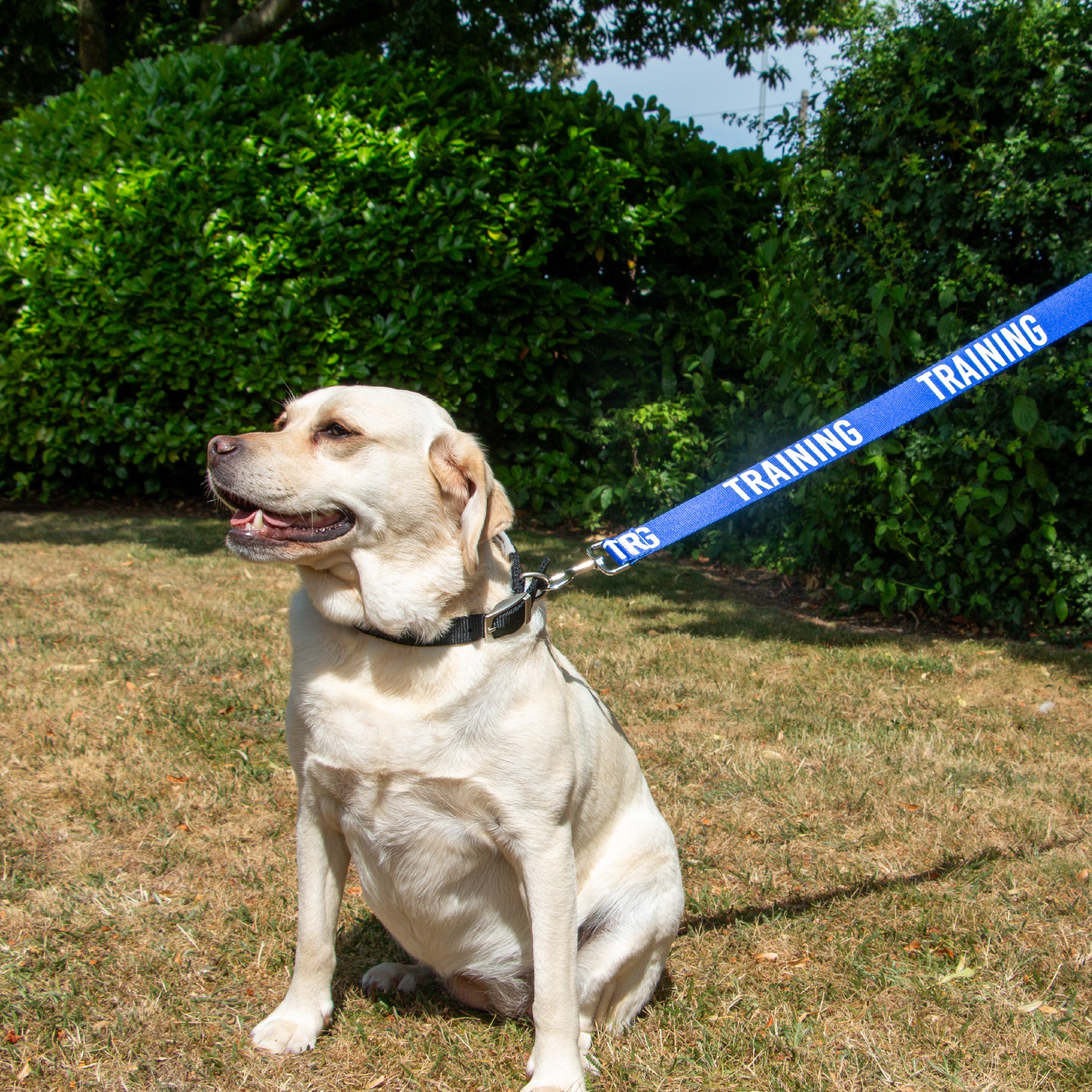 Ancol 150cm x 40mm Awareness Dog Lead
