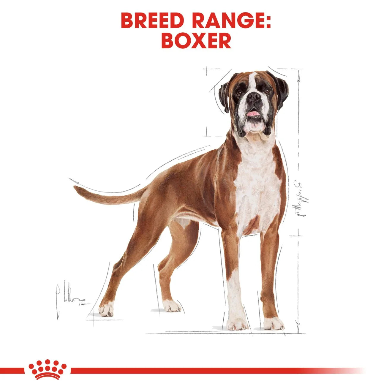 Royal Canin Dry Dog Food for Adult Boxers, 12kg