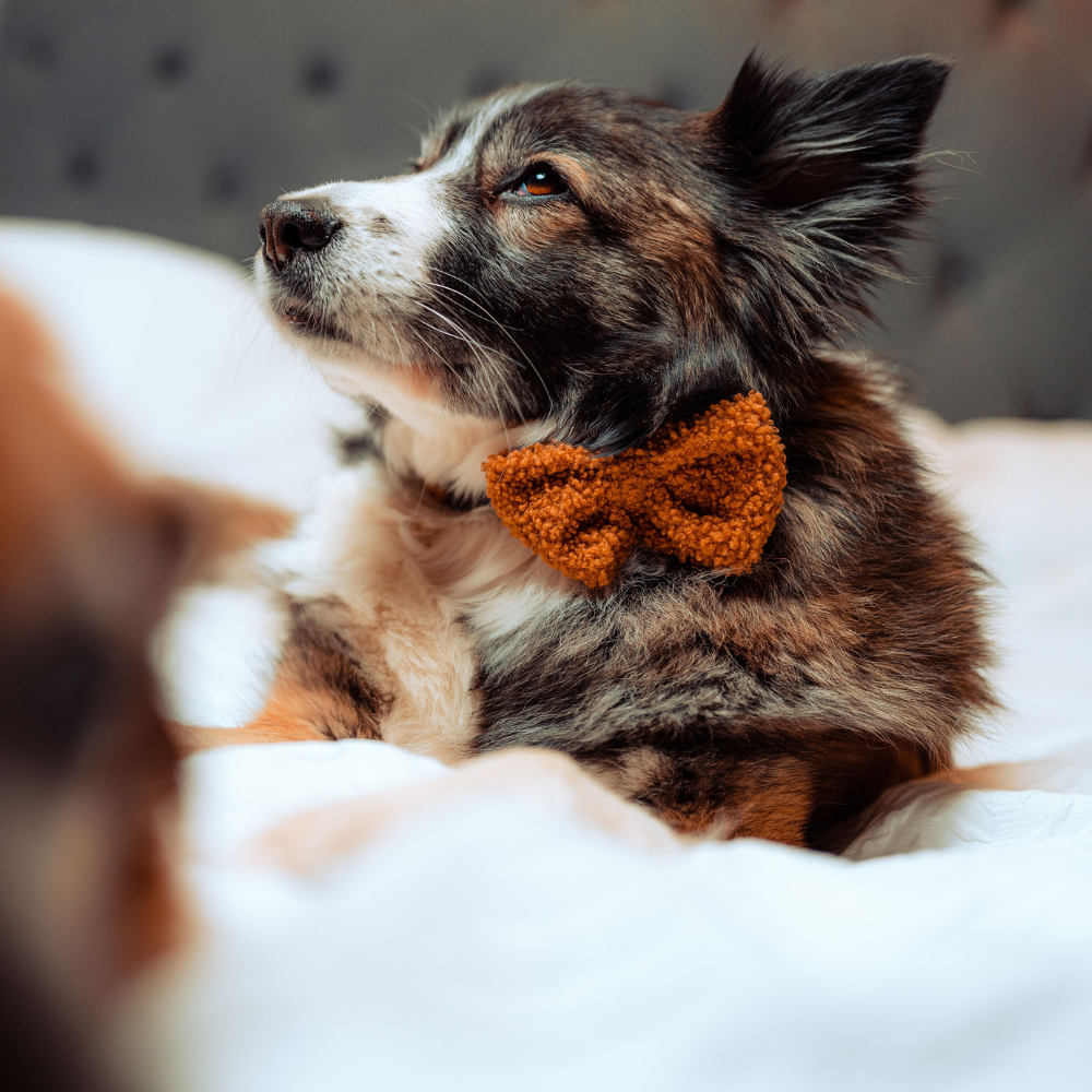 Cocopup Teddy Paddington Bow Tie