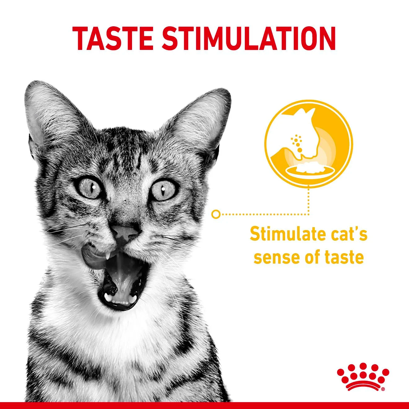 Royal Canin Sensory Mixed Pack Wet Cat Food for Adult Cats, 12 x 85g