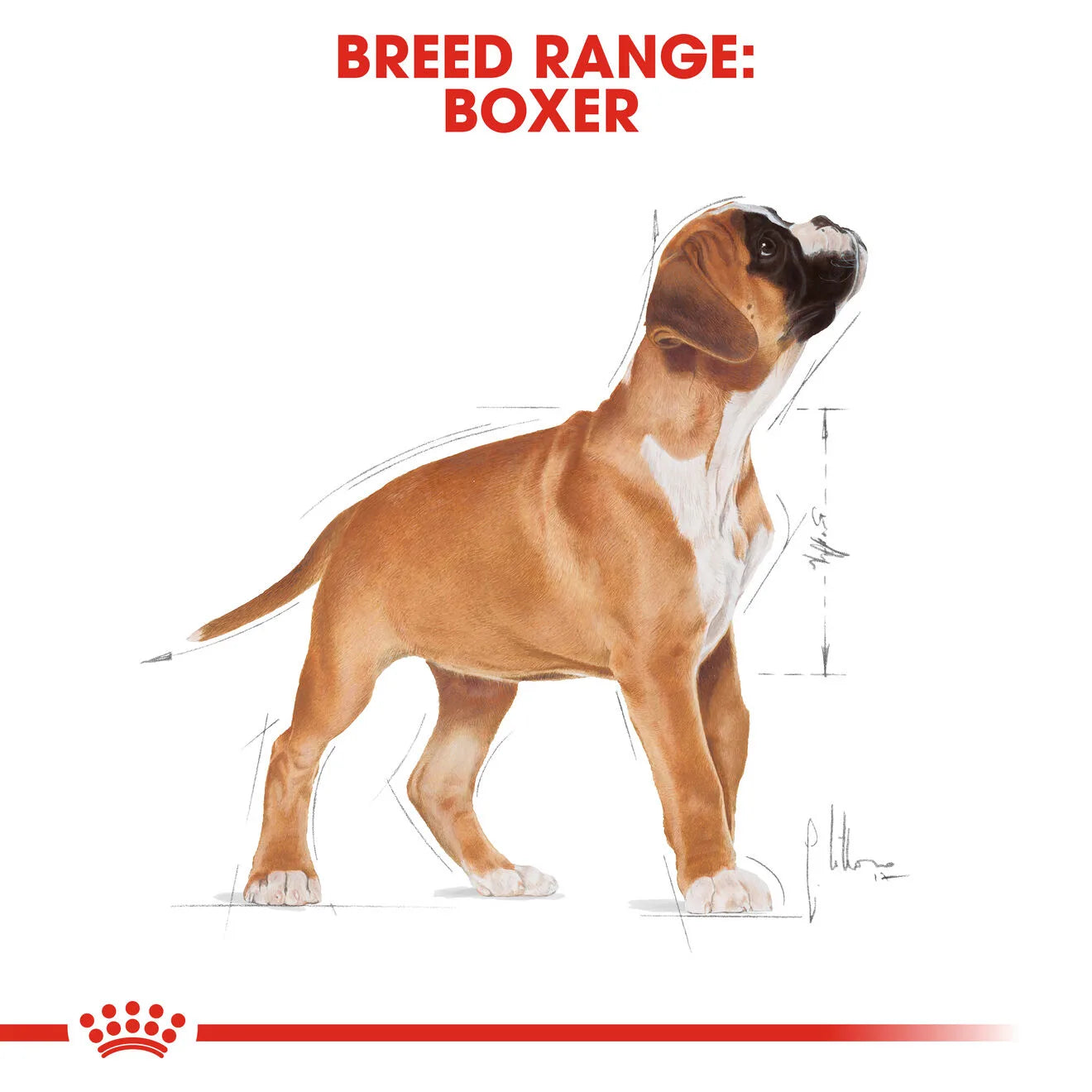 Royal Canin Dry Dog Food for Boxer Puppies