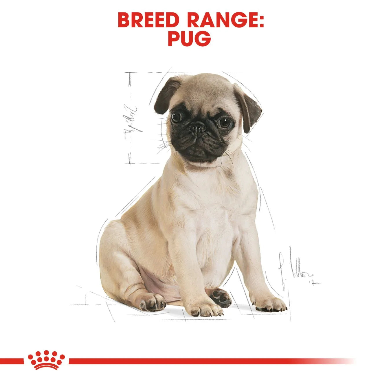 Royal Canin Dry Dog Food for Pug Puppies, 1.5kg