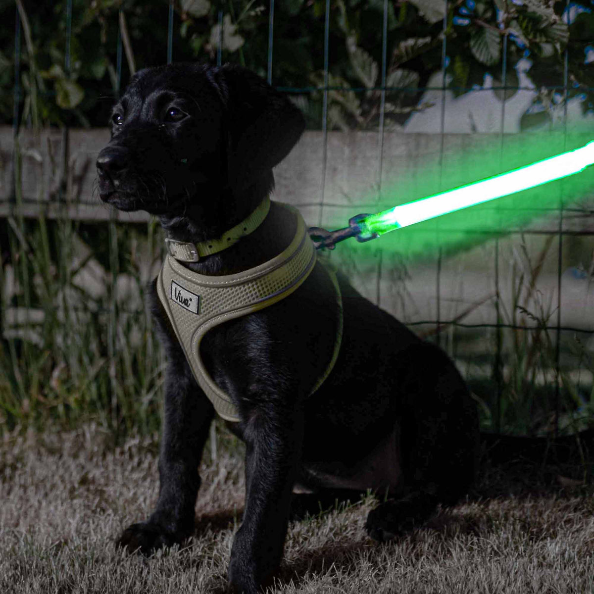 Ancol Night Safety Hi-Vis Flashing Lead Attachment