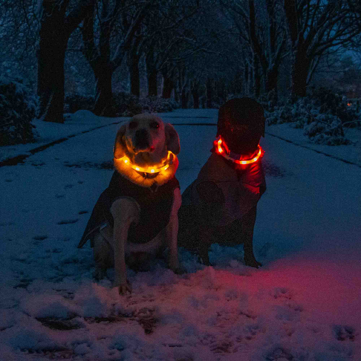 Ancol Night Safety USB Flashing Dog Collar Band, Orange