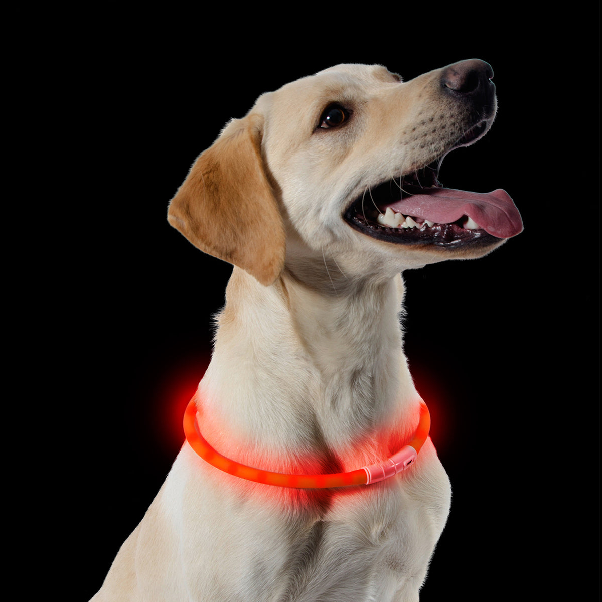 Ancol Night Safety USB Flashing Dog Collar Band, Orange