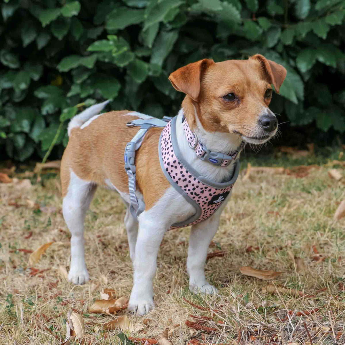 Ancol Soho Dalmation/Zigzag Patterned Reversible Dog Harness