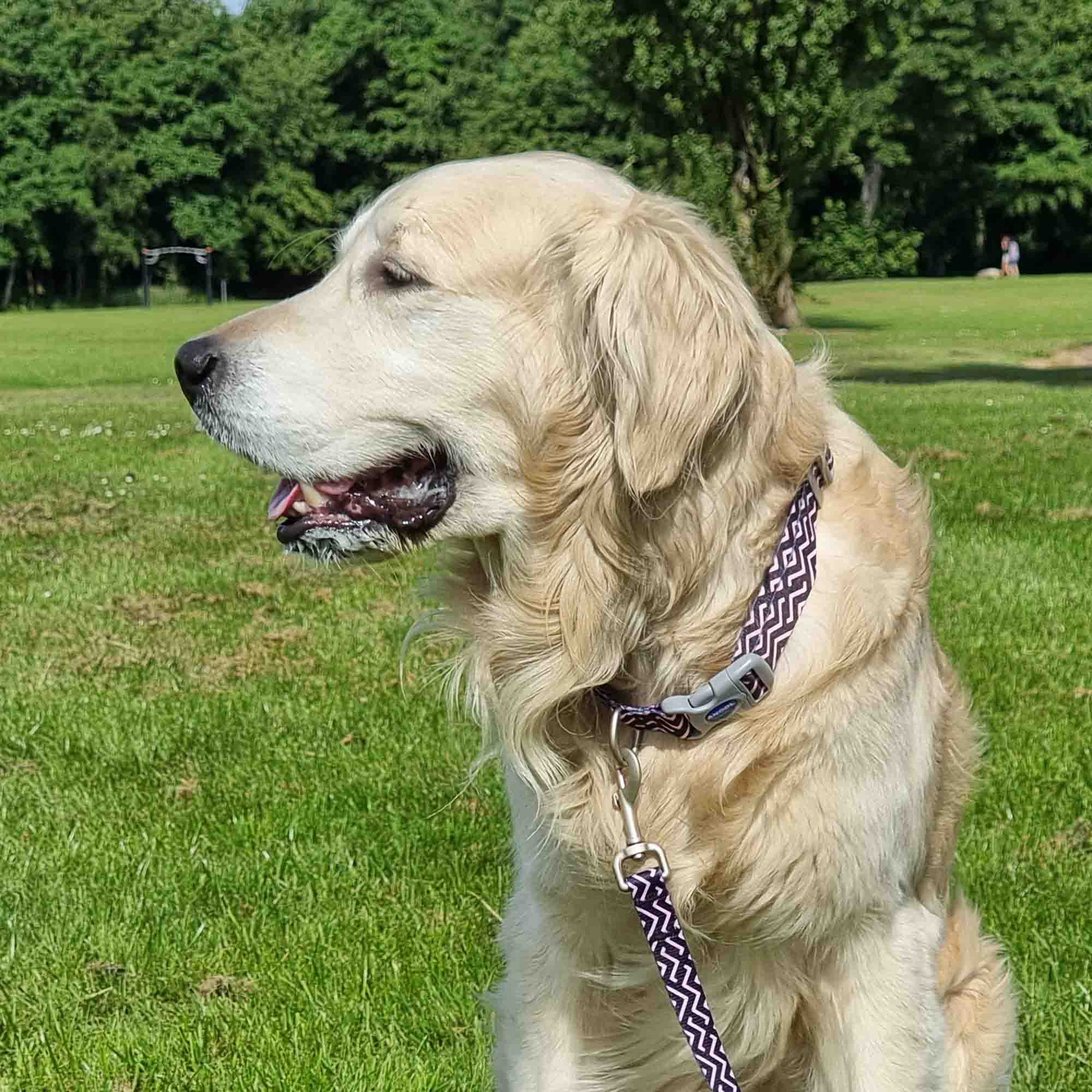 Ancol Soho Zigzag Patterned Dog Collar, Size S1-2 (20-30cm)