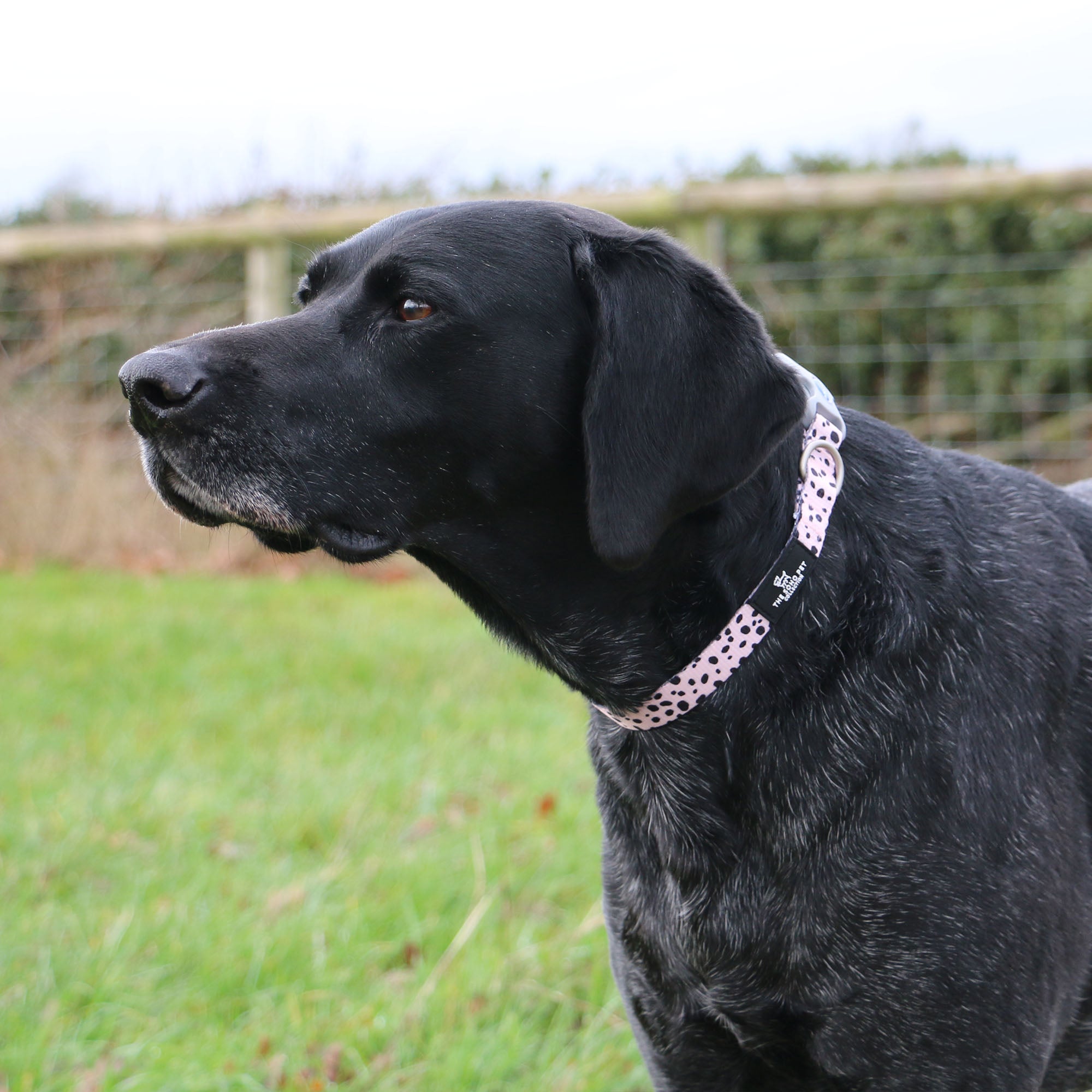 Ancol Soho Dalmation Patterned Dog Collar