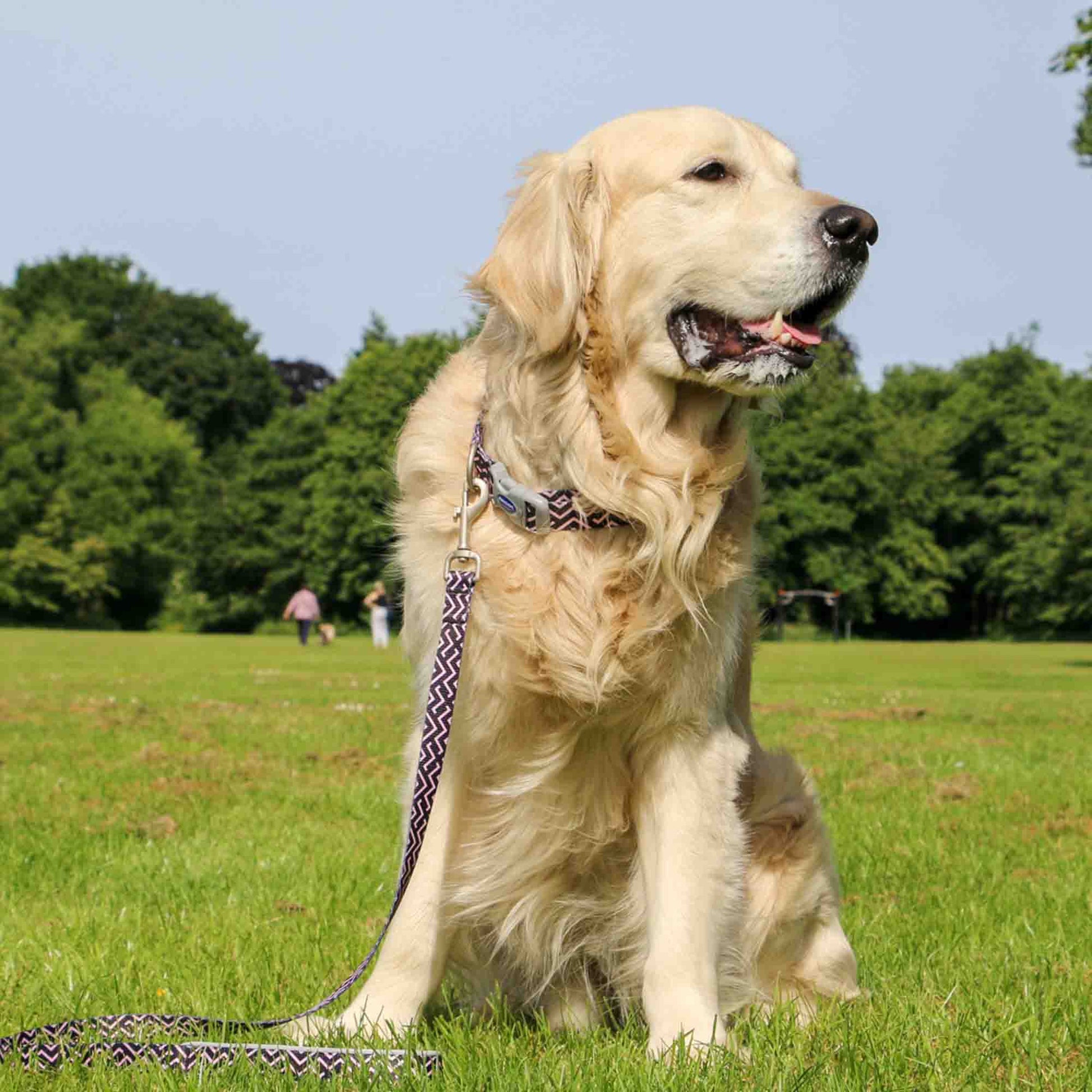Ancol Soho Zigzag Patterned Dog Lead, 100cm x 19mm