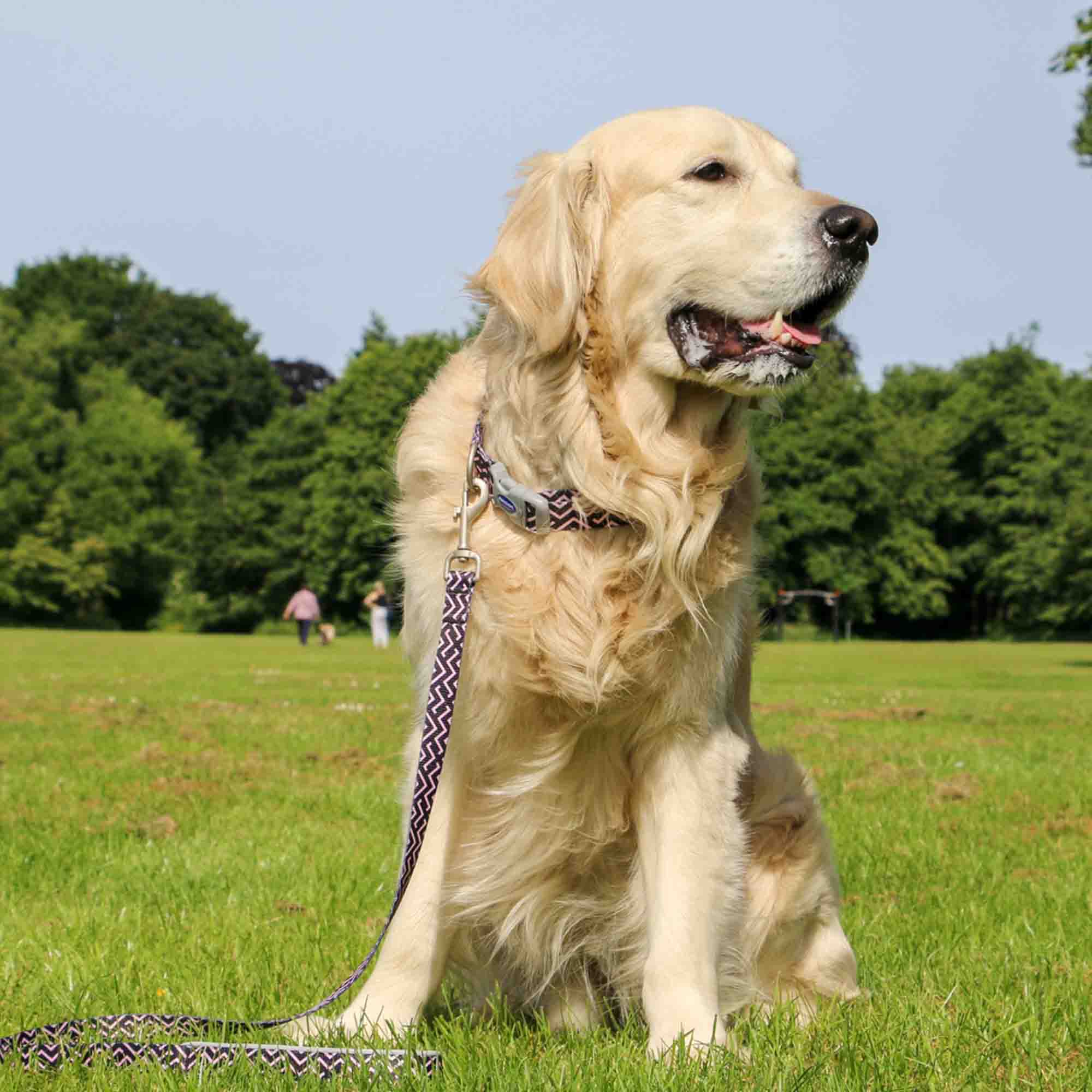 Ancol Soho Zigzag Patterned Dog Lead, 100cm x 19mm
