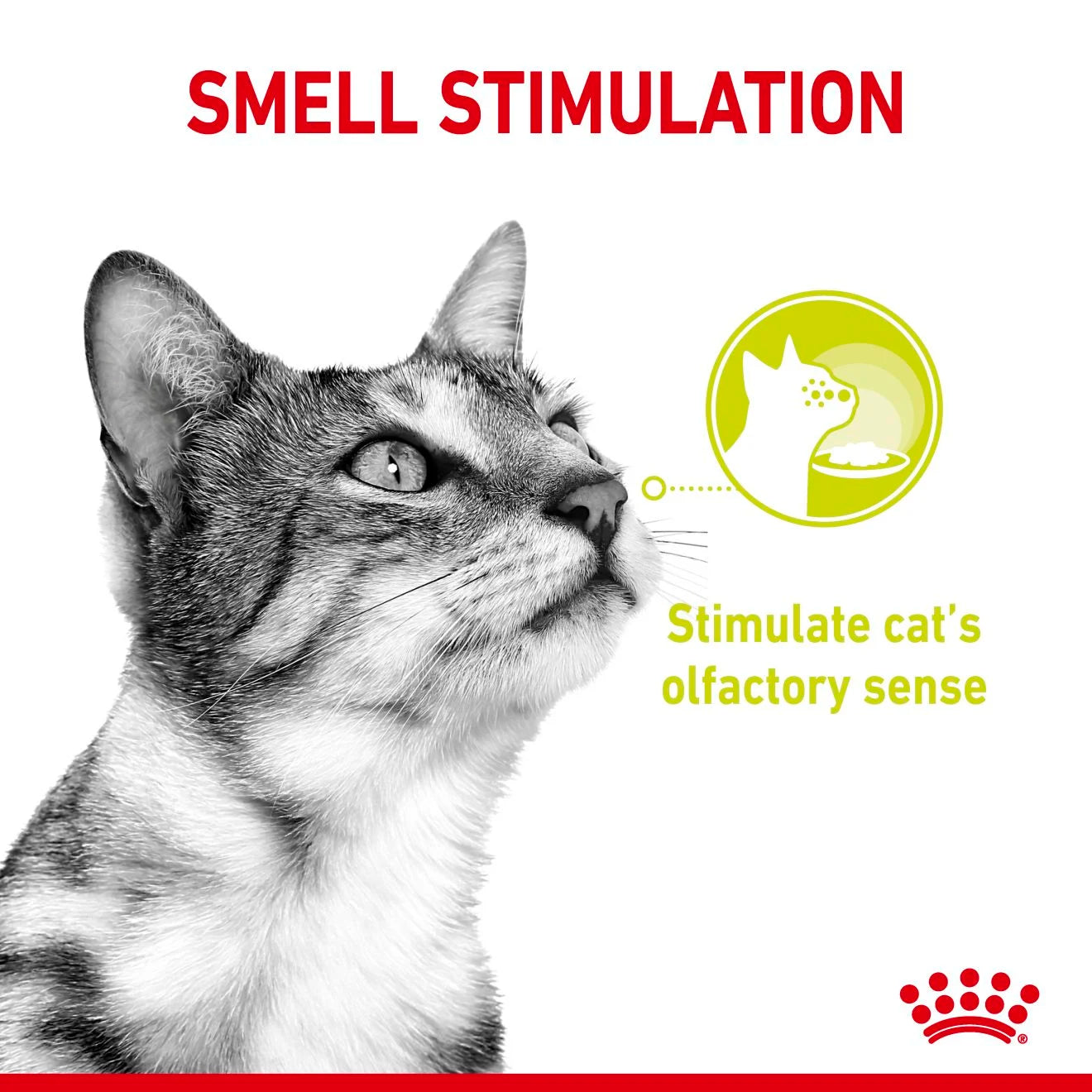 Royal Canin Sensory Mixed Pack Wet Cat Food for Adult Cats, 12 x 85g