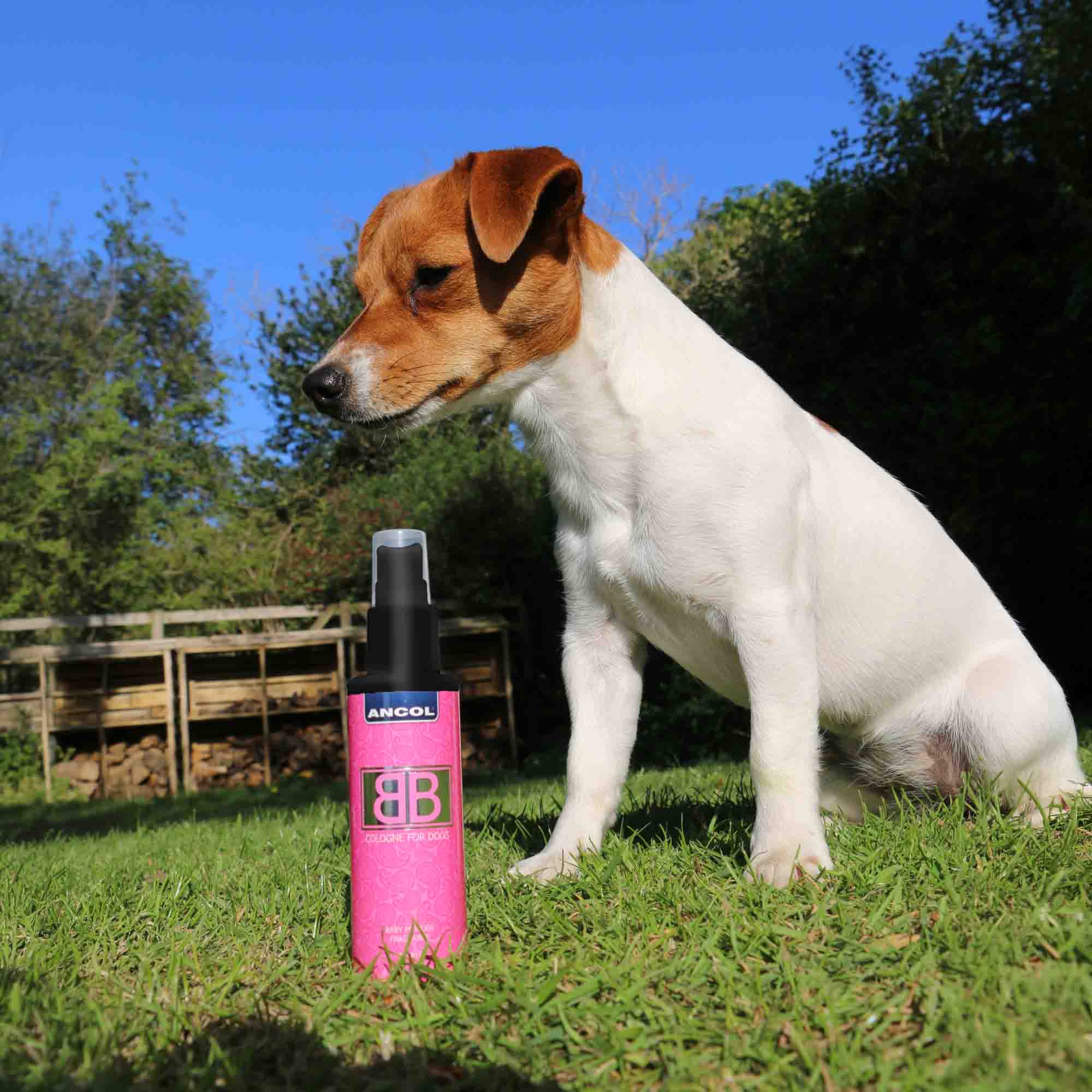 Ancol BB Dog Cologne Baby Powder Fragrance, 100ml