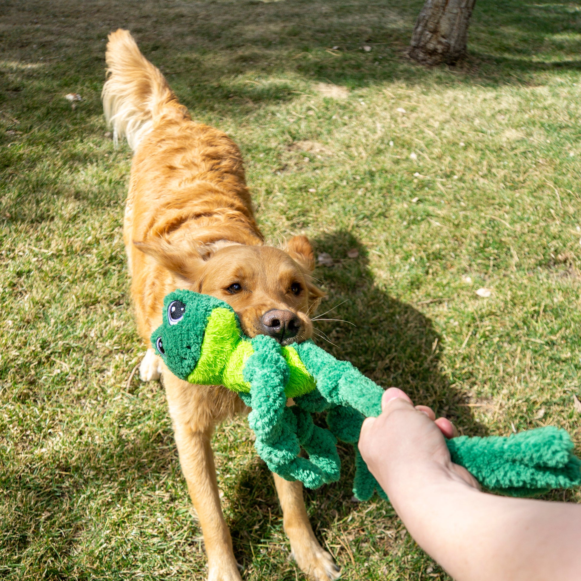 kong Knots Frog Large / X-Large