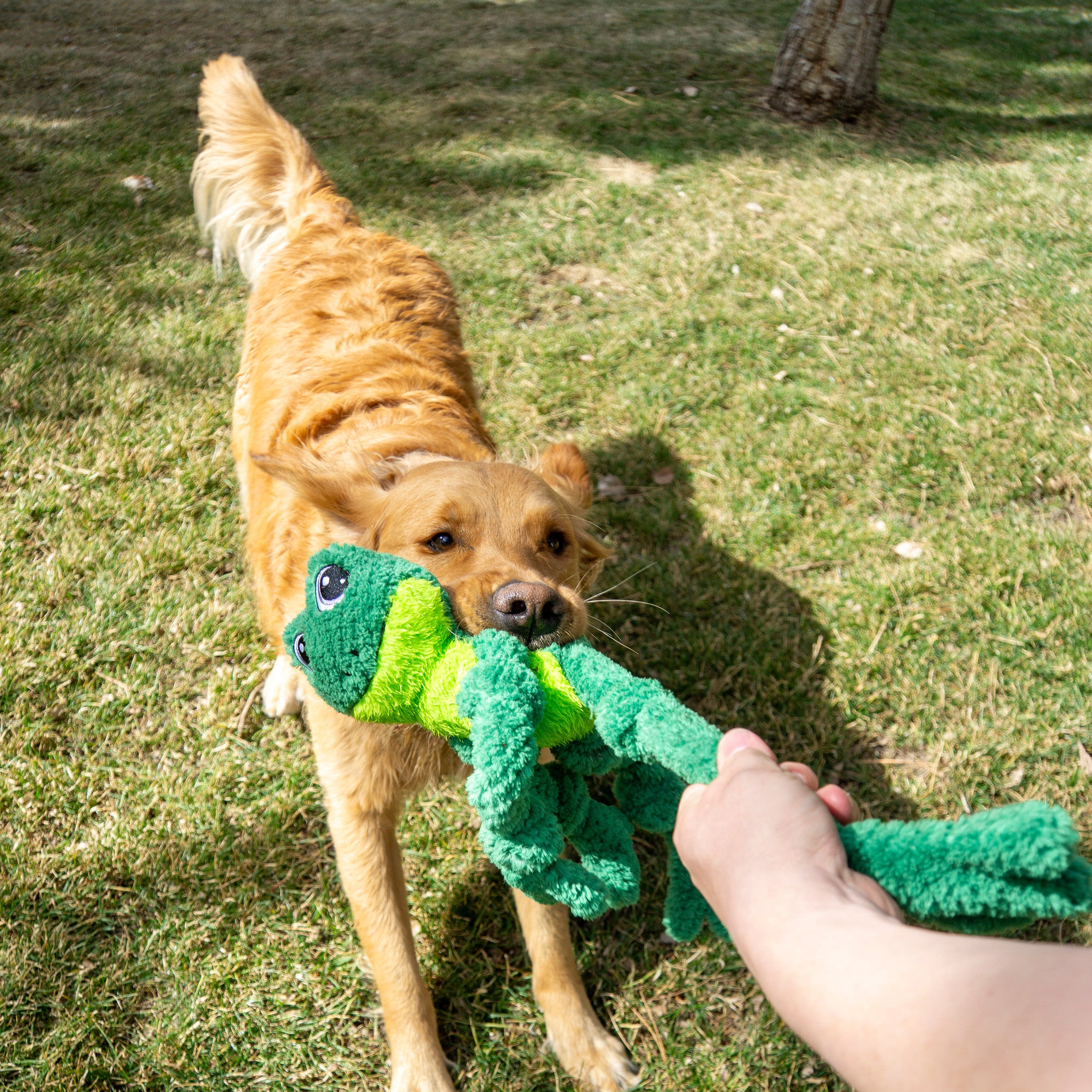 kong Knots Frog Large / X-Large