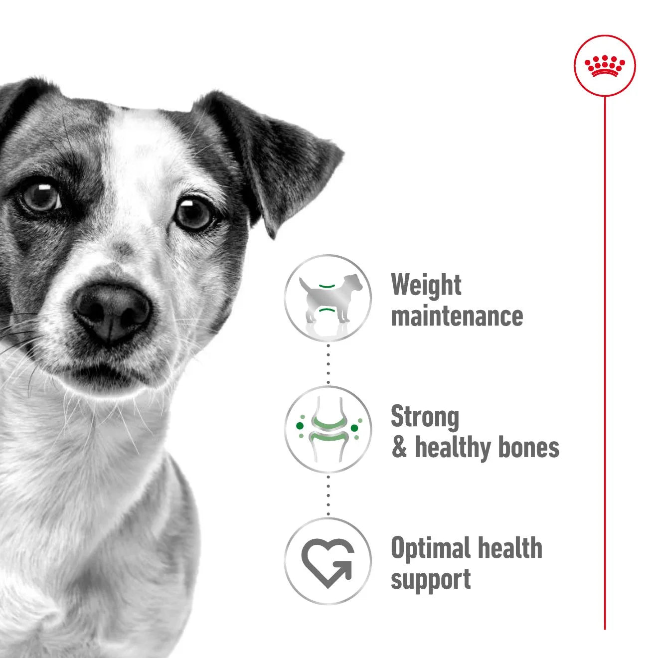 Royal Canin Dry Dog Food for Small Breed Adult Dogs
