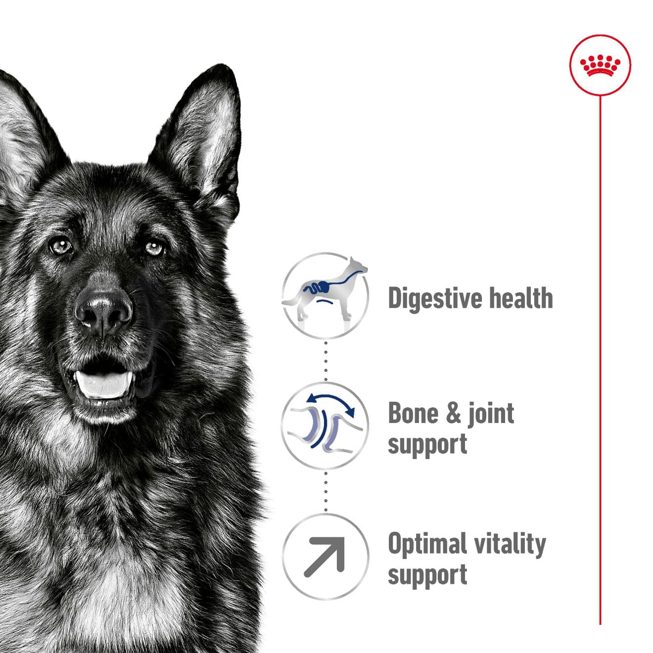 Royal Canin Dry Dog Food for 5+ Large Breed Adult Dogs, 15kg