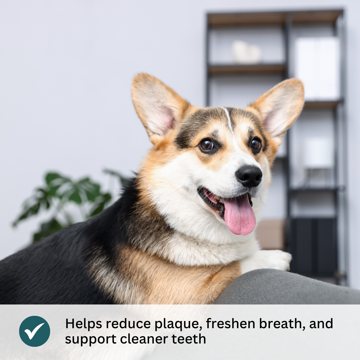 Donation - Tip Top Animal Dog Dental Teeth Cleaning Powder - Fresh Breath & Plaque Removal, 80g