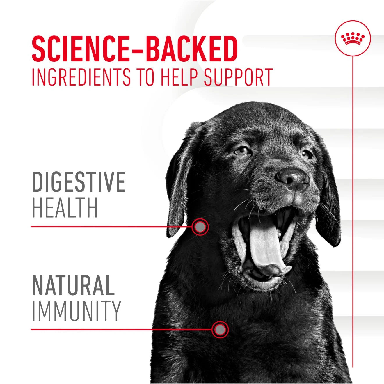 Royal Canin Puppy Supplement for Immunity & Digestion Soft Chews, 100g