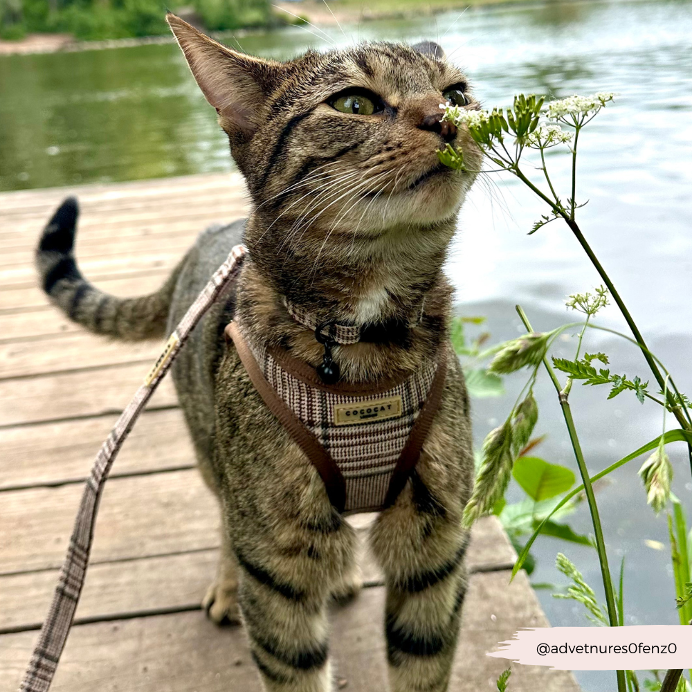 Cocopup Cat Collar, Plaid
