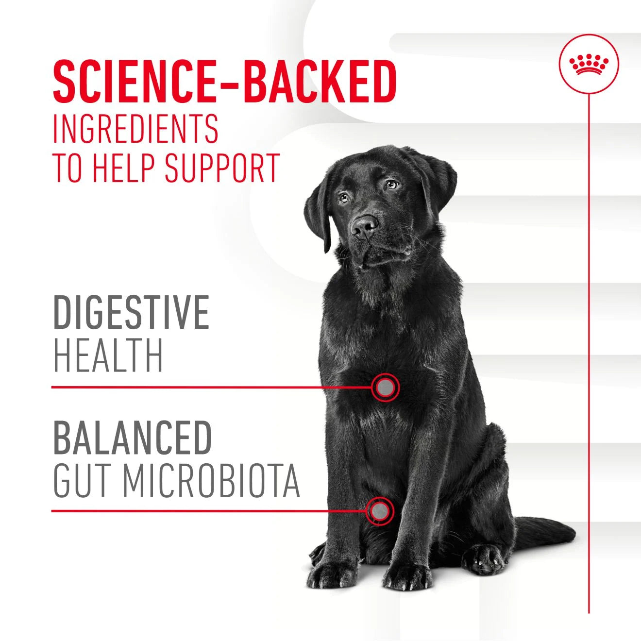 Royal Canin Dog Supplement for Digestion Soft Chews, 160g