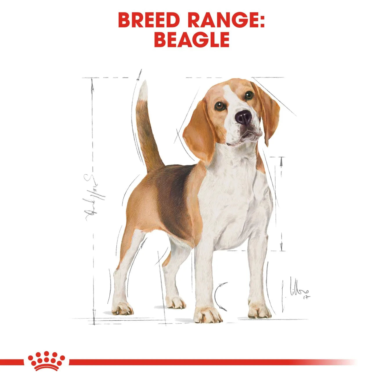 Royal Canin Dry Dog Food for Adult Beagles, 12kg